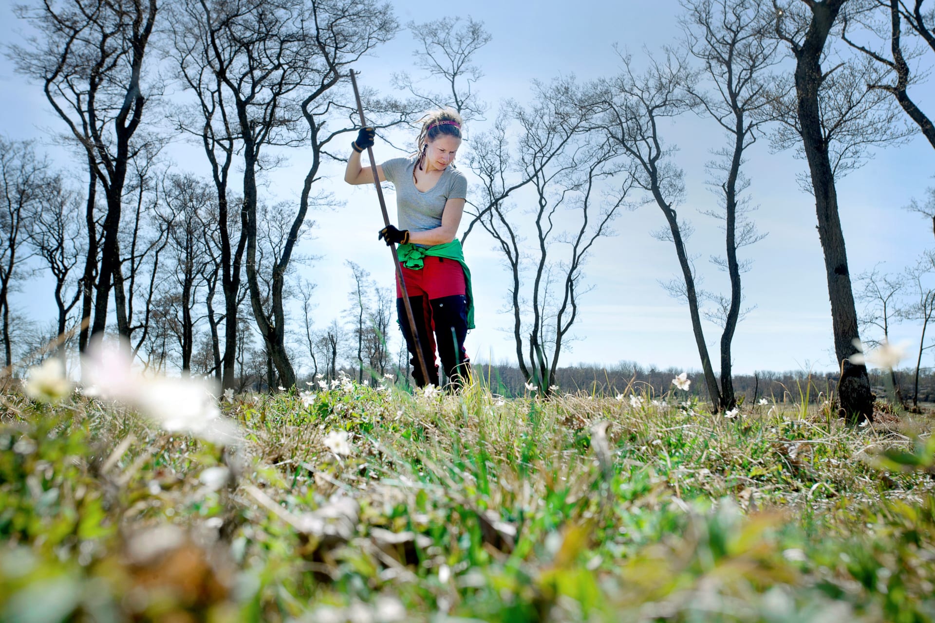 Kuva on otettu läheltä maan pintaa. Kuvassa nainen haravoi talven jäljiltä maahan jääneitä risuja ja lehtiä. Puissa ei ole vielä lehtiä. Aurinko paistaa ja taivas on kirkas. Kuva on otettu läheltä maan pintaa. Kuvassa nainen haravoi talven jäljiltä maahan jääneitä risuja ja lehtiä. Puissa ei ole vielä lehtiä. Aurinko paistaa ja taivas on kirkas.