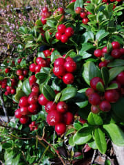 Patikointiretki Pyhätunturille sähköpyörillä