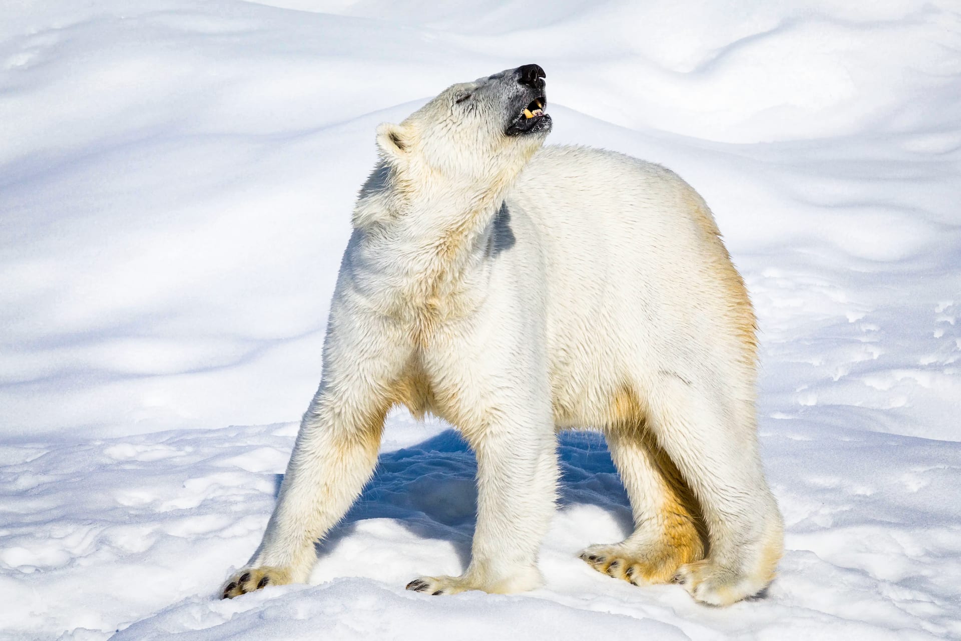 Trip to Ranua Wildlife Park | Visit Finland