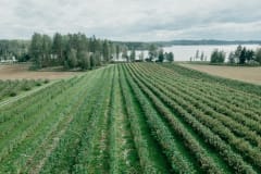 Raijan Aitta, marjatila Mikkelissä.