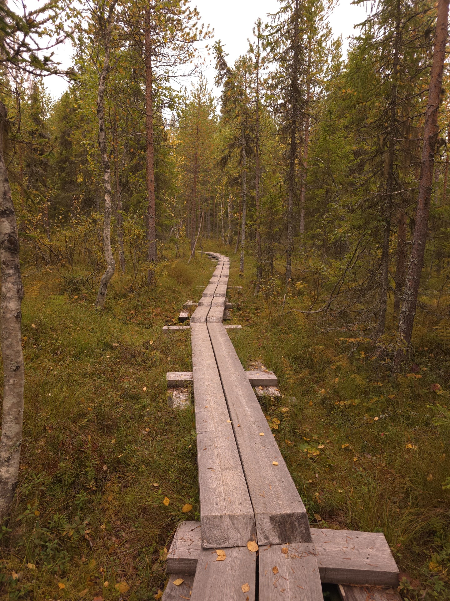 Whispers of the forest | Visit Finland