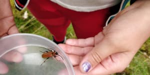 Investigating insects