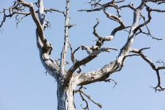 Ainutlaatuinen päivä saarella - Linlo