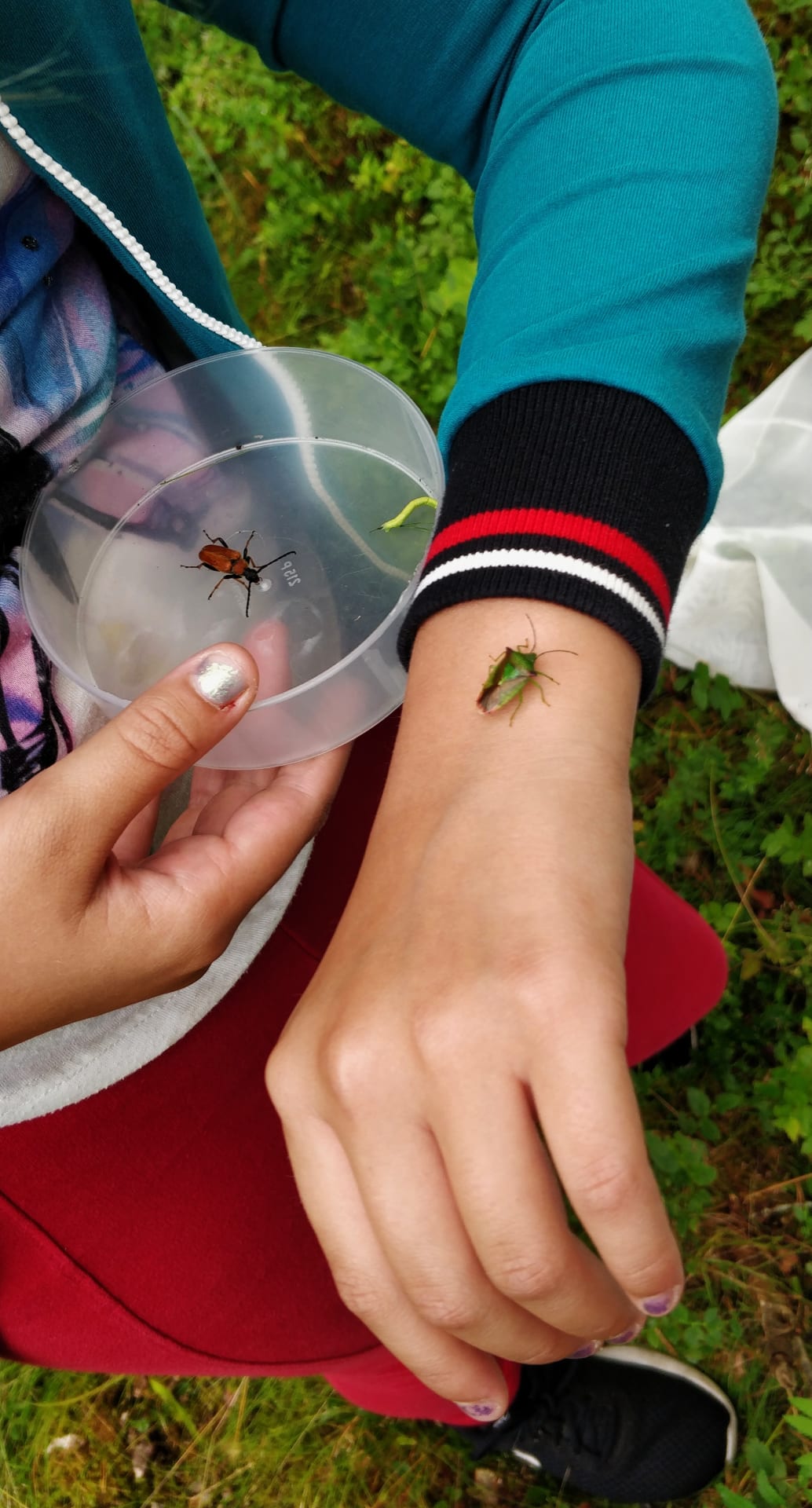 Inspecting insects