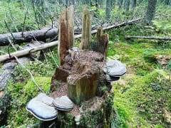 Seitseminen national park.