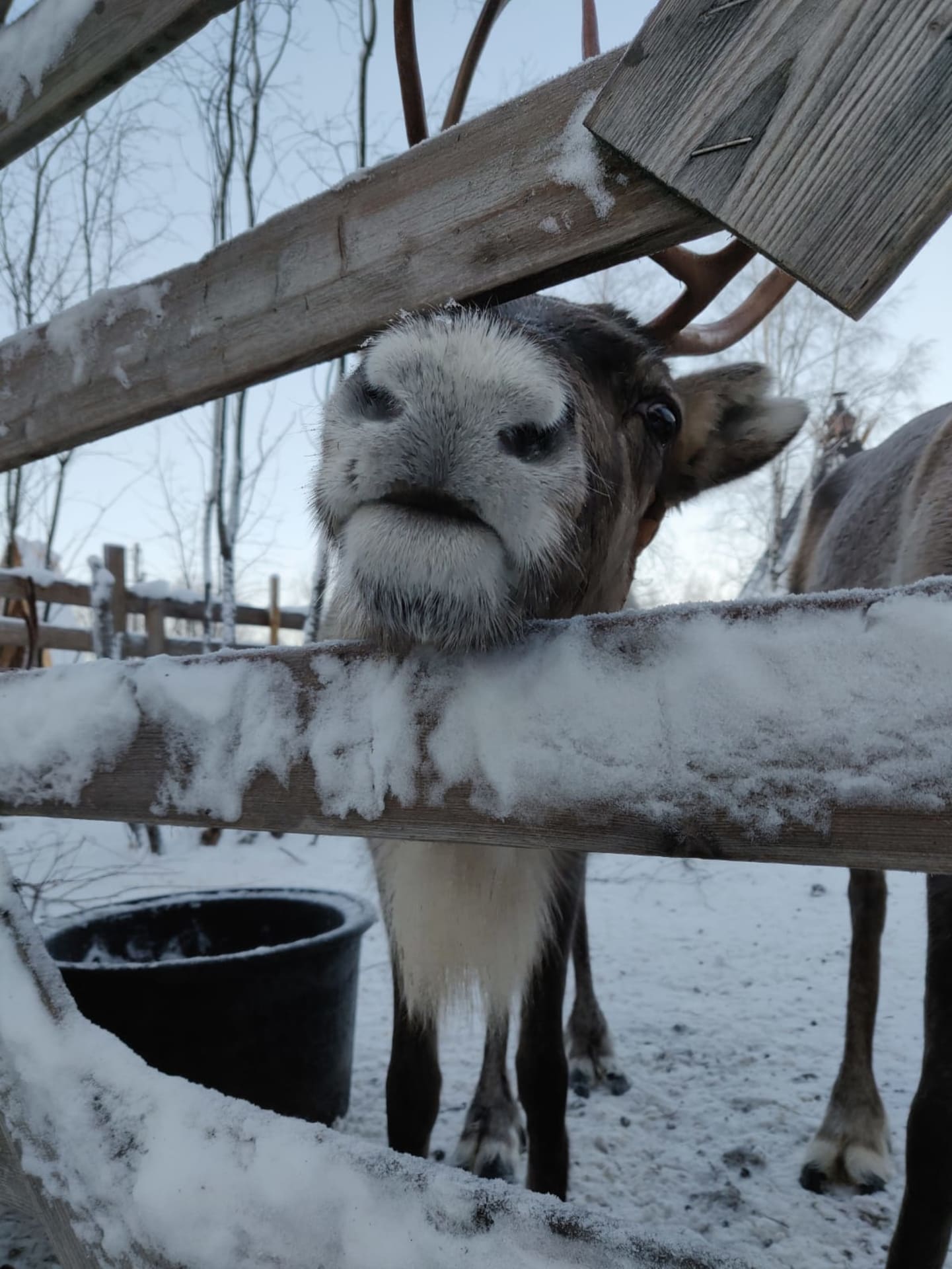 Reindeer farm Arkadia