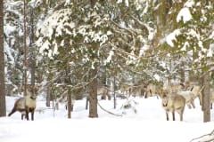 Reindeer in the snowy forest