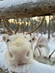 Vierailu aidolle porotilalle Rovaniemellä