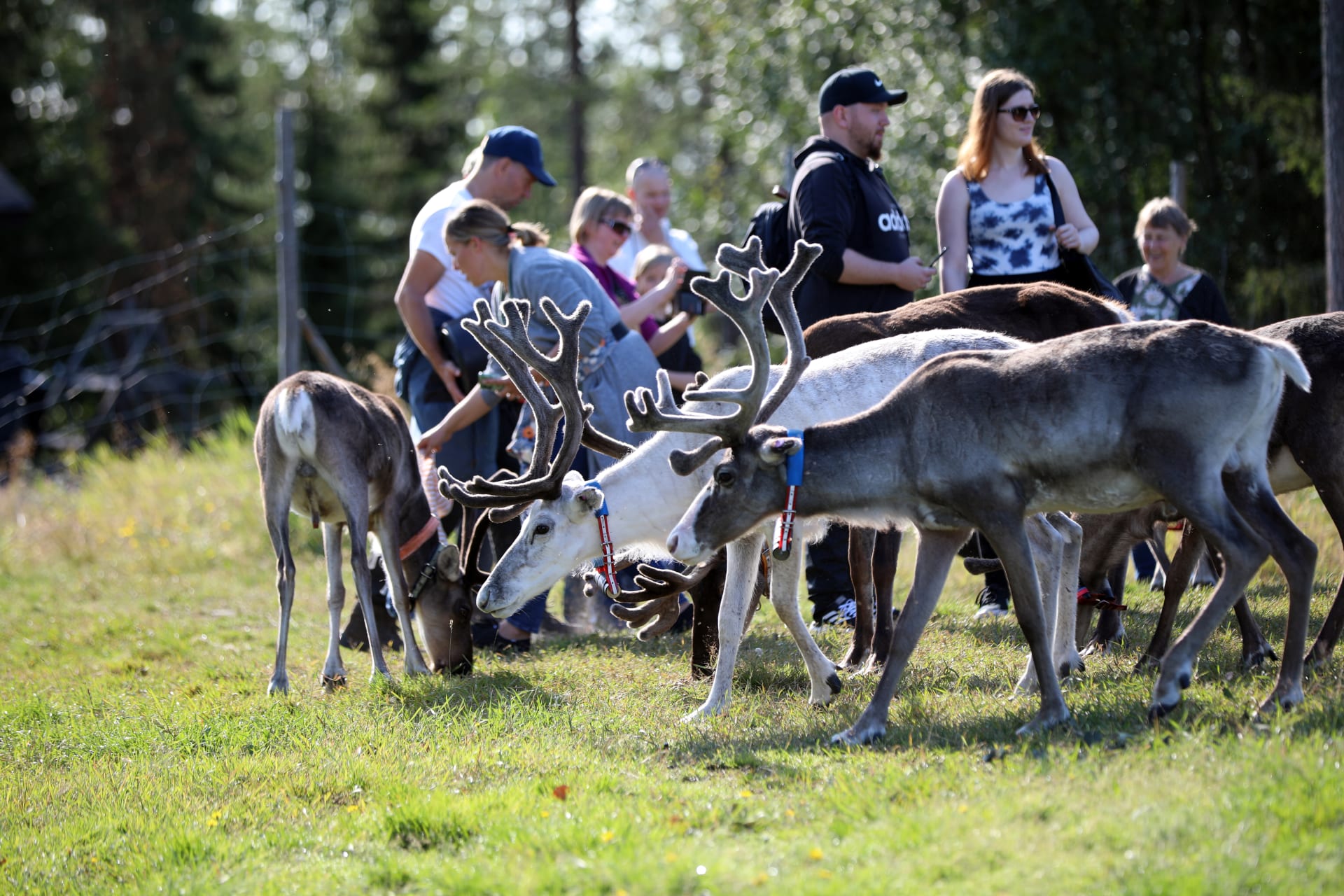 Wonderful farm morning in Kujalan Porotila Reindeer Farm since 1860, Nature  in Finland — Ravlling