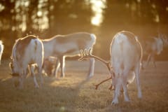 Porotilan ihana aamu Kujalan Porotilalla