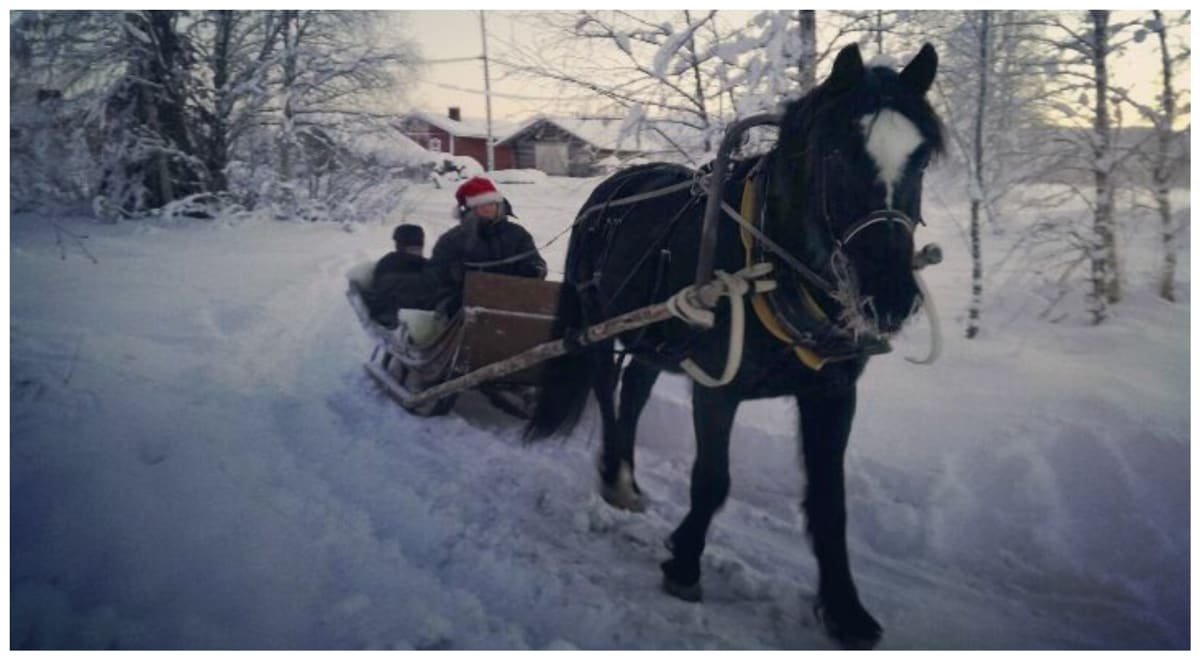 Sleigh Ride in Levi Winter Wonderland | Visit Finland