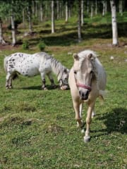 Two ponies on the fields of Savola Farm