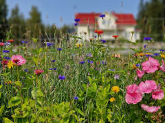 Flower field and farm house