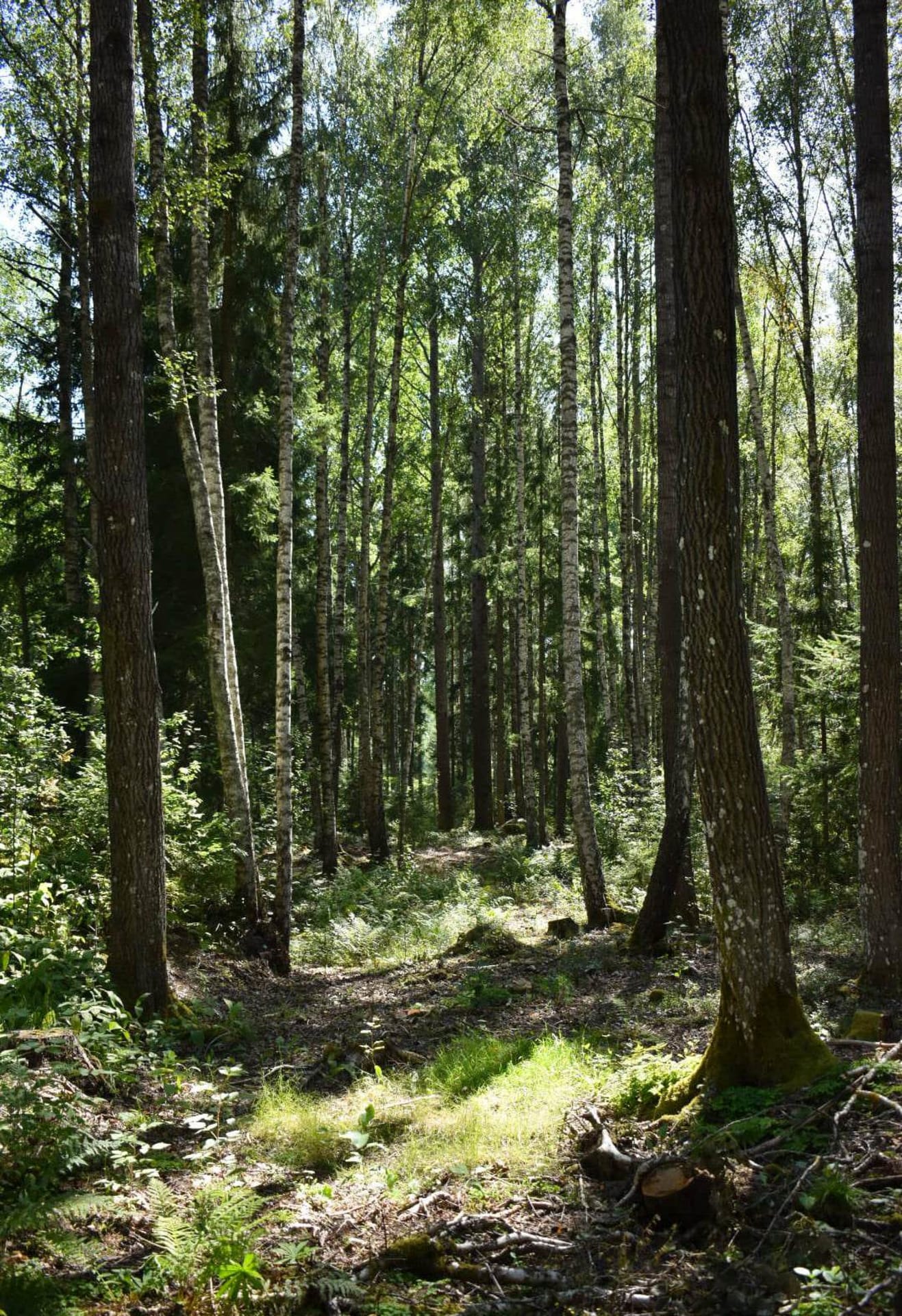 Torpan metsän vehreää lehtimetsää