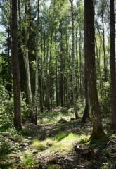 Torpan metsän vehreää lehtimetsää