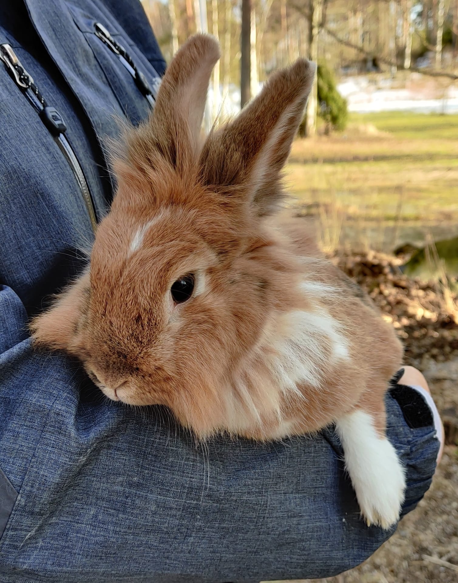 Bunny rabbit of Pikkupiha
