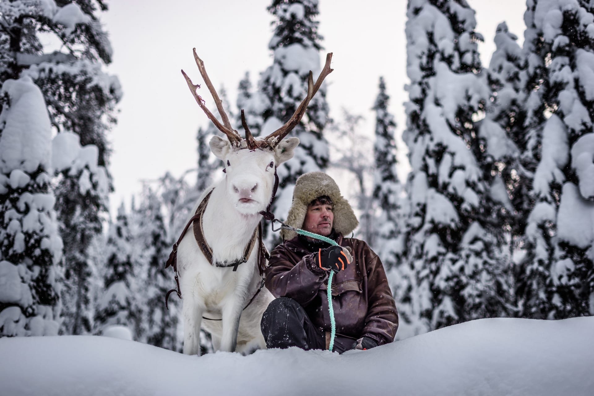 Reindeer and a man