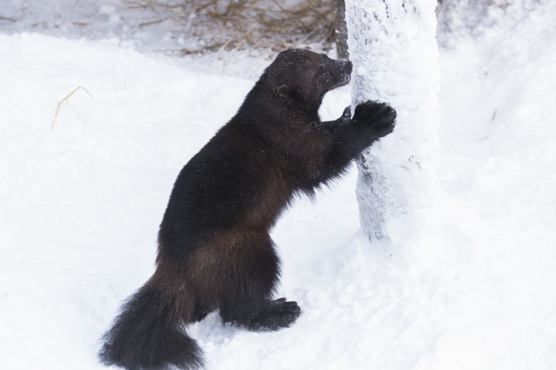 Wolverine