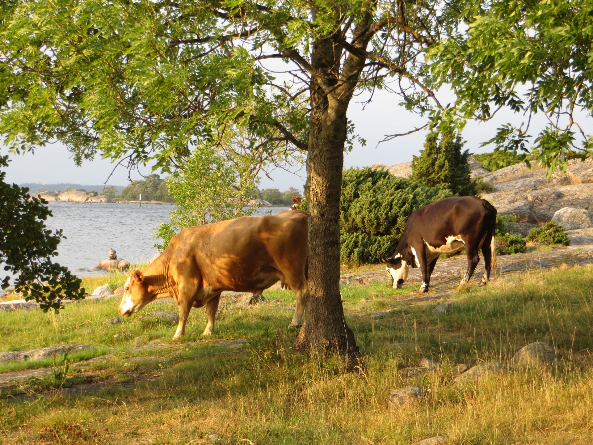 Kaksi lehmää laiduntaa rannan tuntumassa. Lehmien edessä on puu.   Two cows graze near the beach. There is a tree in front of the cows.  Två kor betar nära stranden. Det står ett träd framför korna.