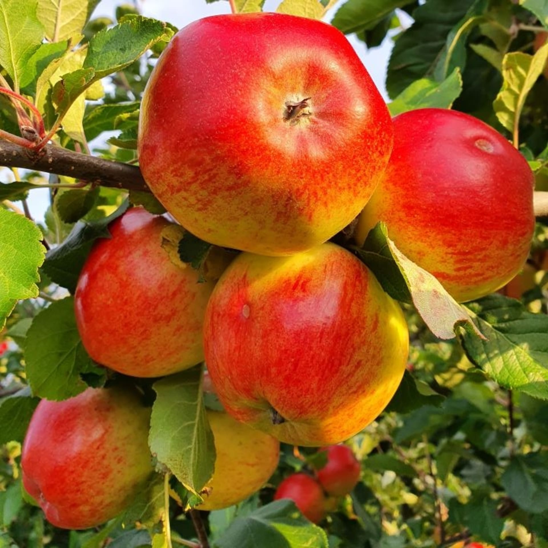Öfvergårds' Apple Safari