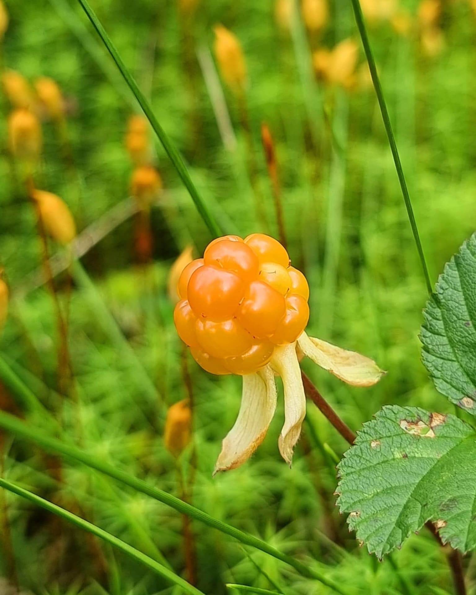 Cloudberry in Nuuksio National Park_Green Window Oy
