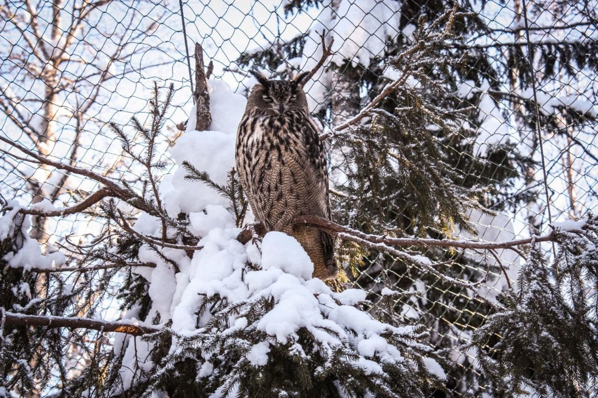 Ranua zoo