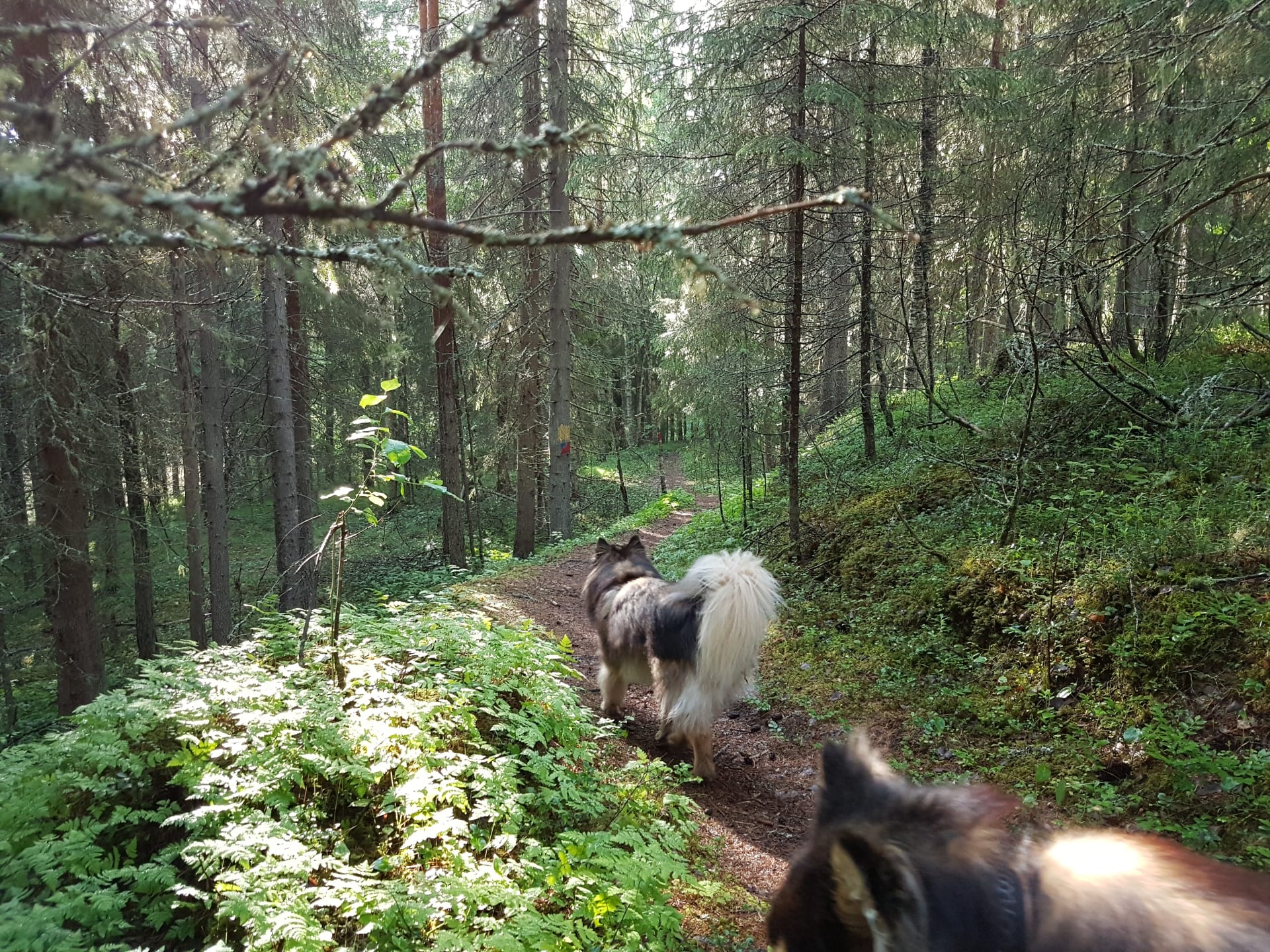 Koirien kanssa luontopolulla.