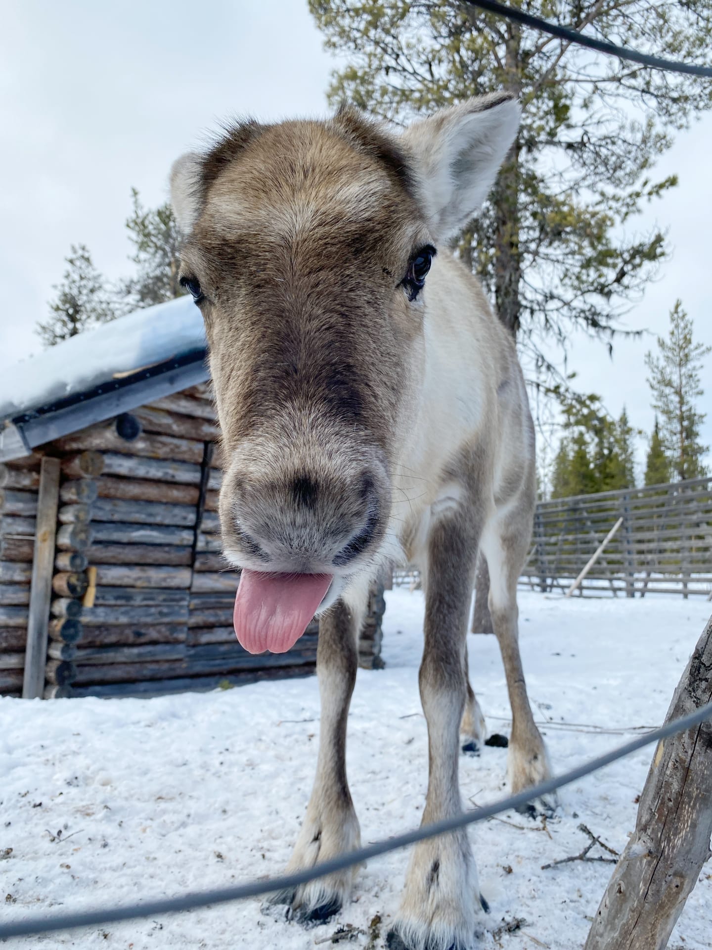 Reindeer licking his lips