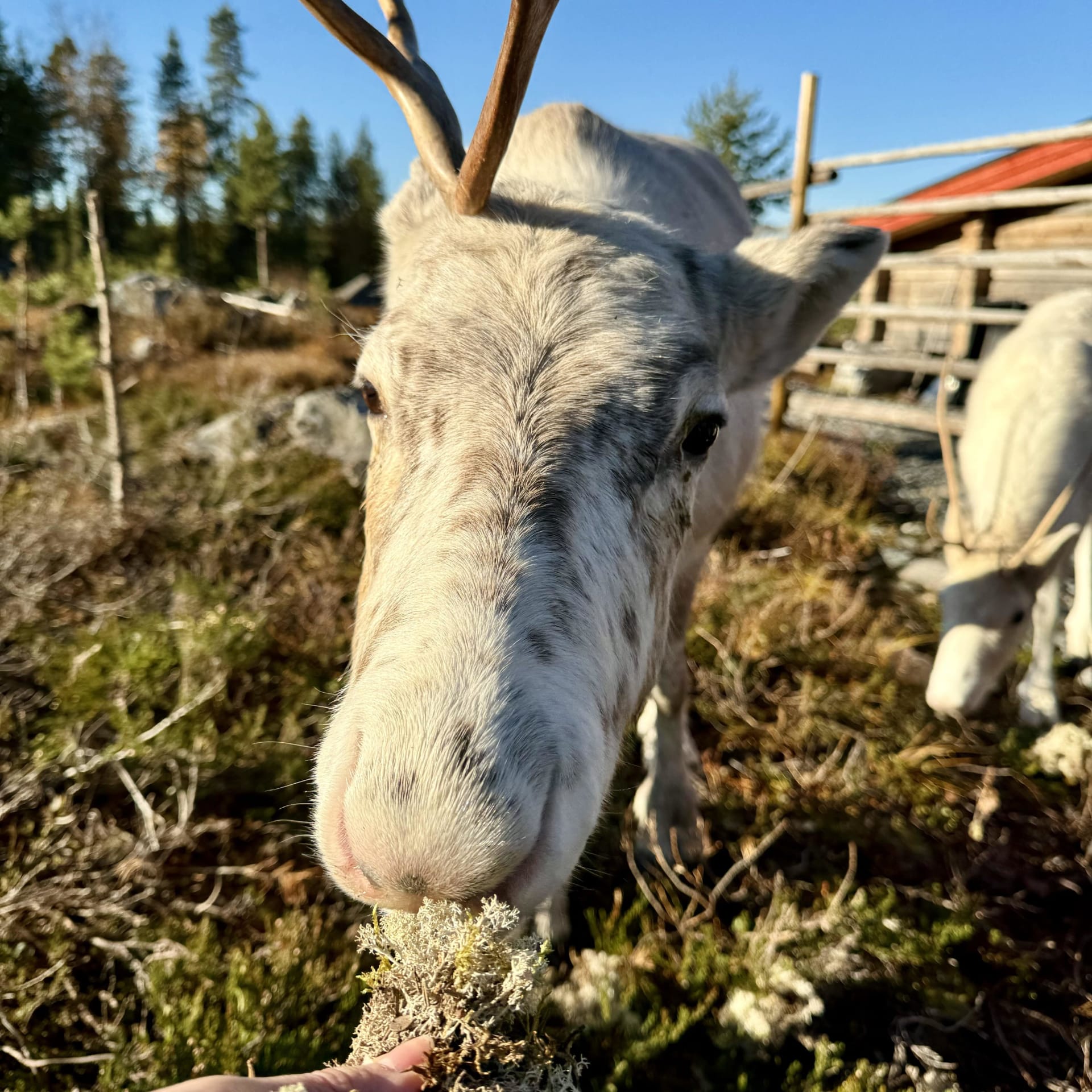 Reindeer, Berries & Fire – Authentic Lapland Nature Experience
