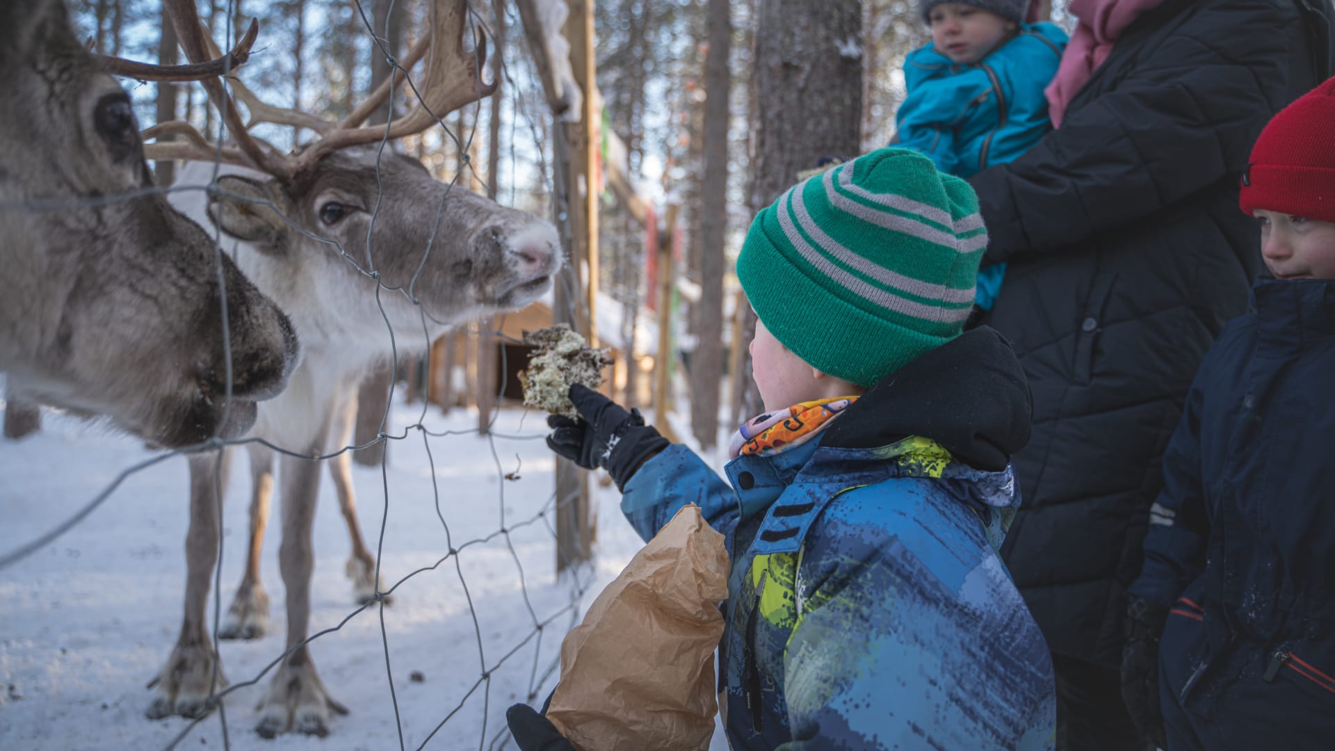 Feeding reindeer.