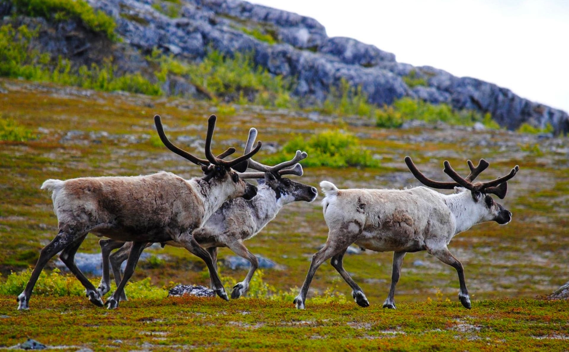 Visit a Reindeer Farm and Wild Forests - Rovaniemi