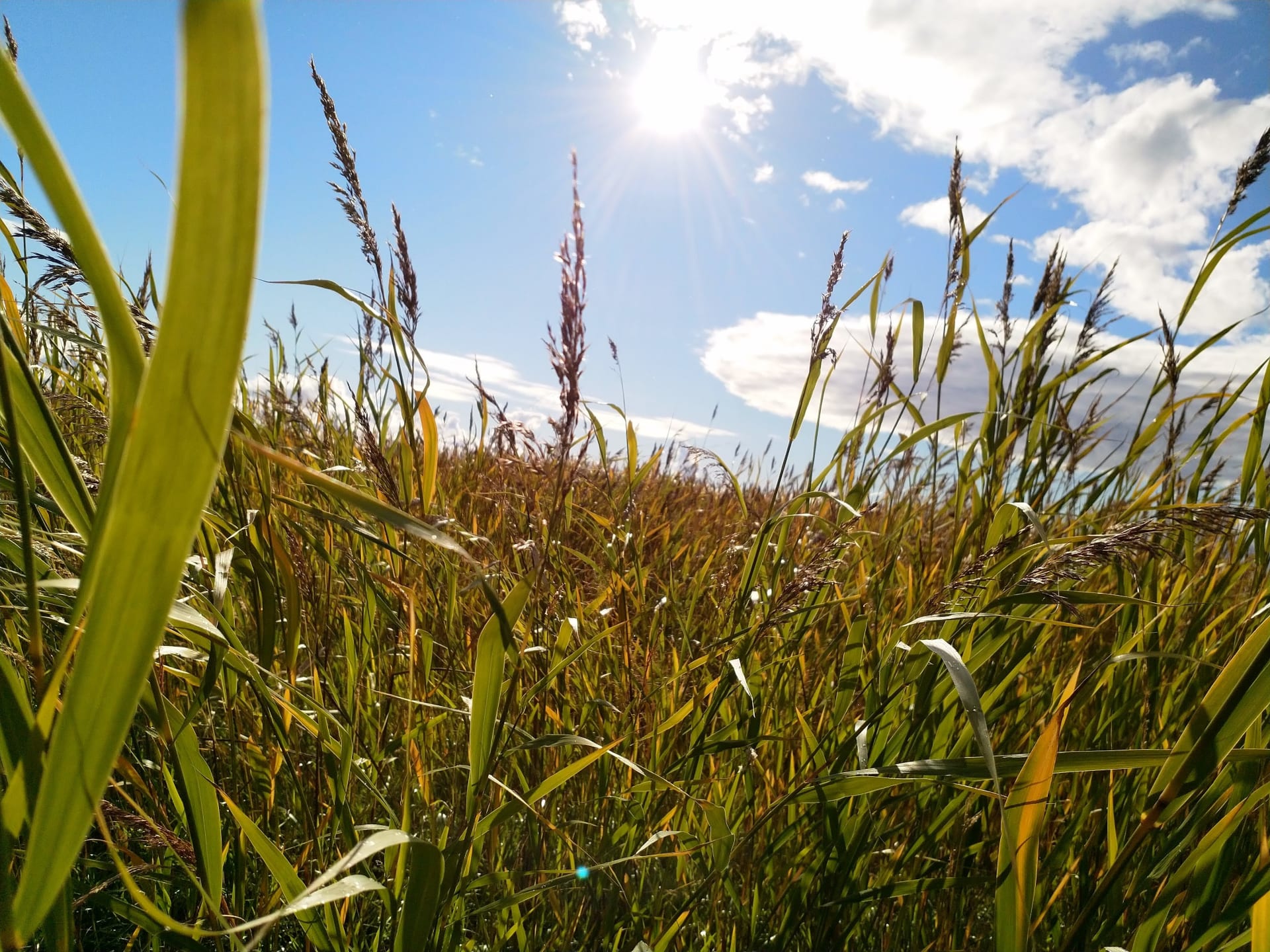 Reed, the typical plant in the flatland of Liminka