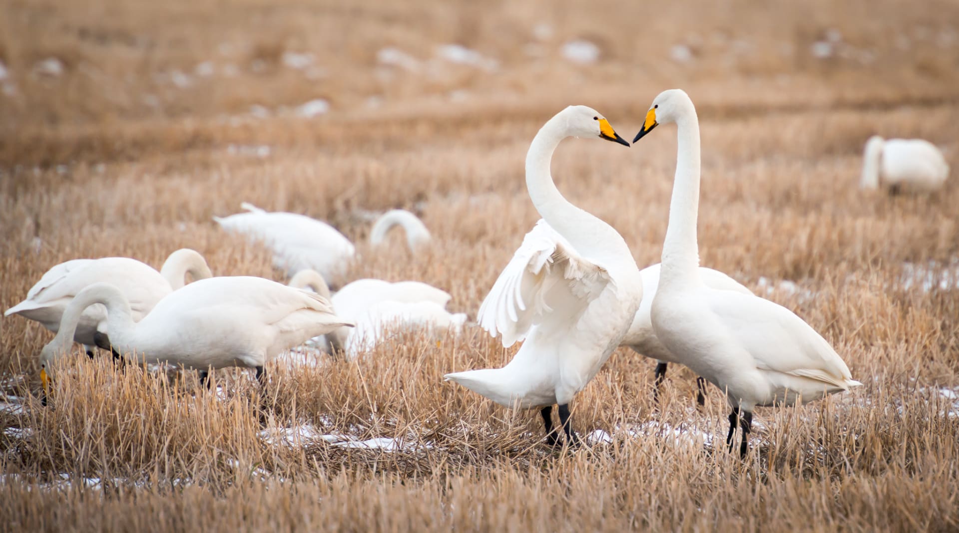 Thousands and thousands of birds stop at Liminka Bay during their migration.