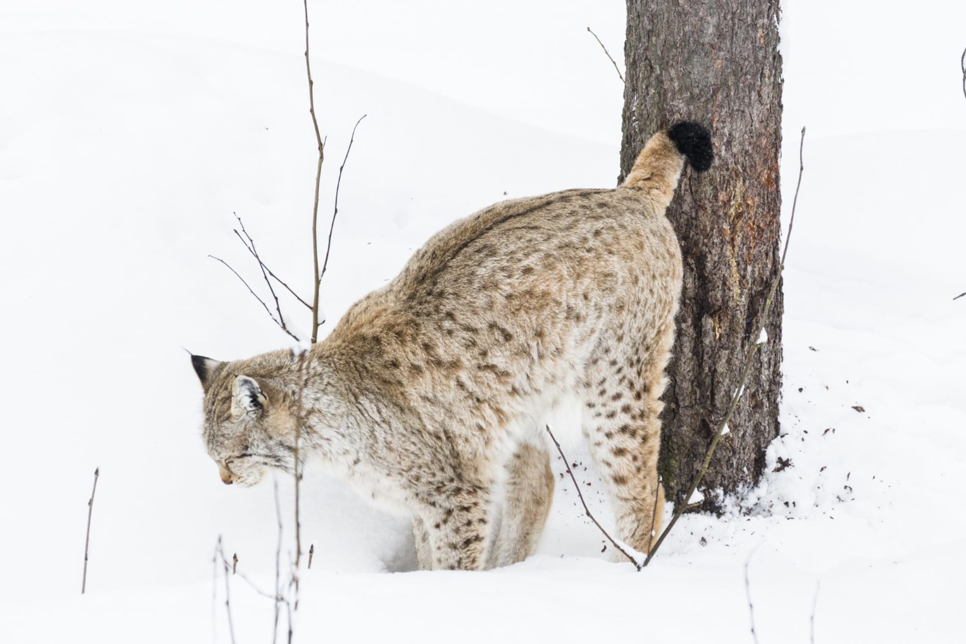 Lynx