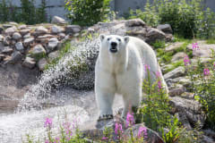 Polar Bear enjoying a summer day by a water fall