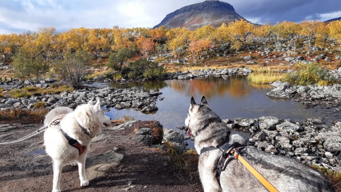 Kilpisjärvi Huskies welcome you to make friends with them in scenic surroundings