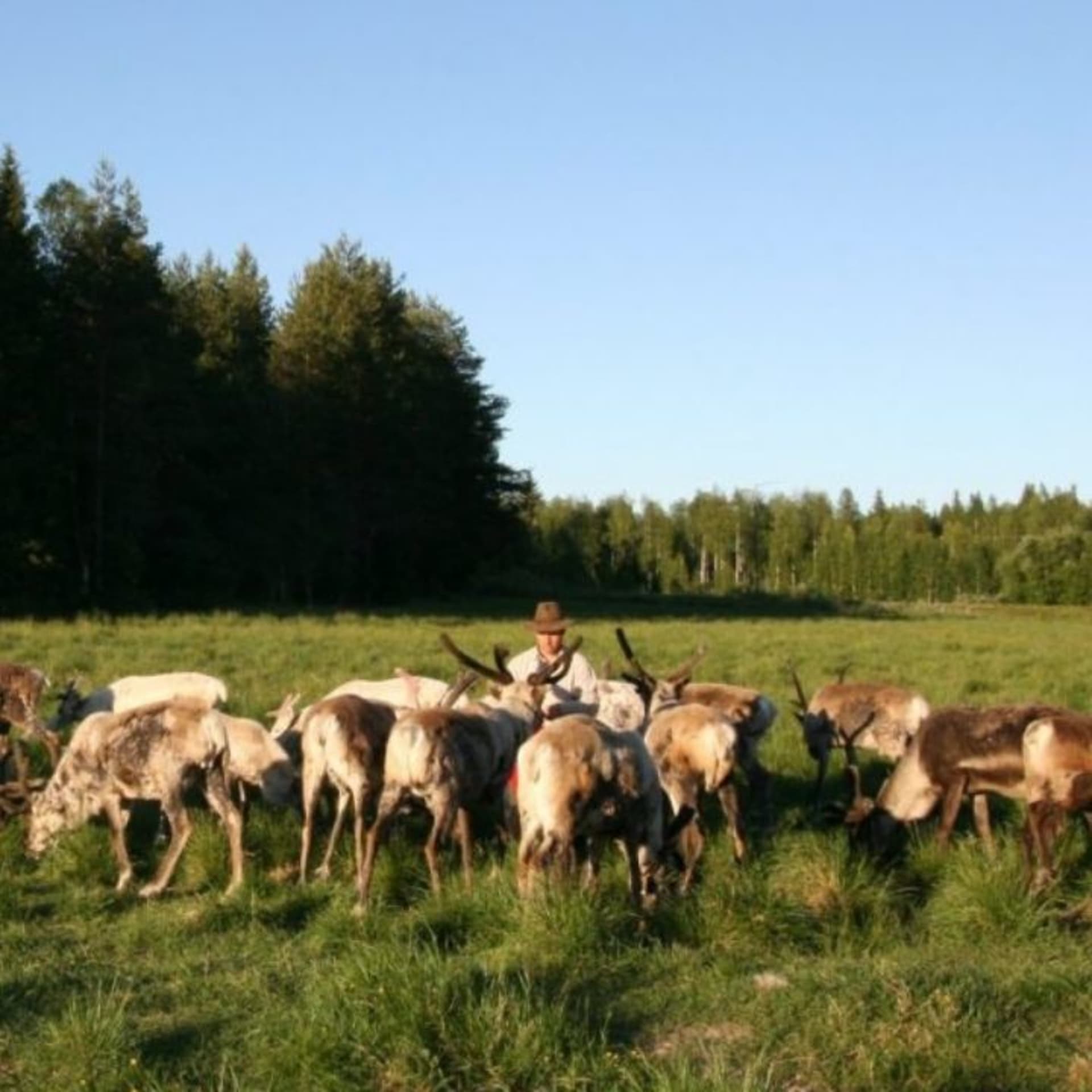 Greet Santa’s Reindeer On Summer Holidays