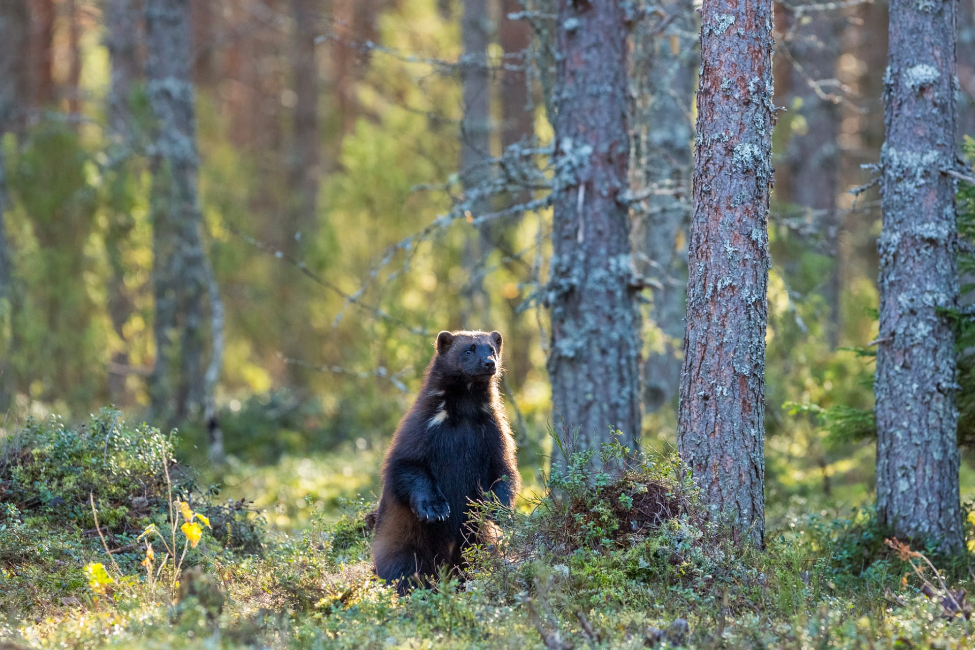 Wolverine in forest