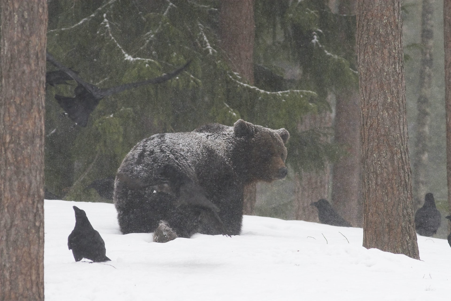 Snow bear in Martinselkonen