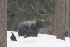Snow bear in Martinselkonen