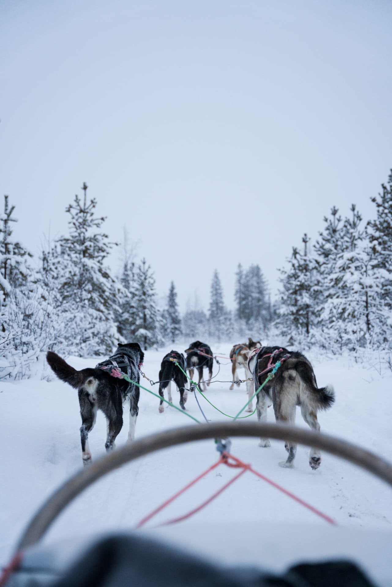 Powerful sled dogs leading the way through Lapland’s wilderness