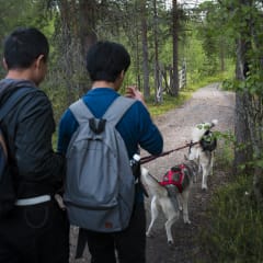Hiking with Huskies