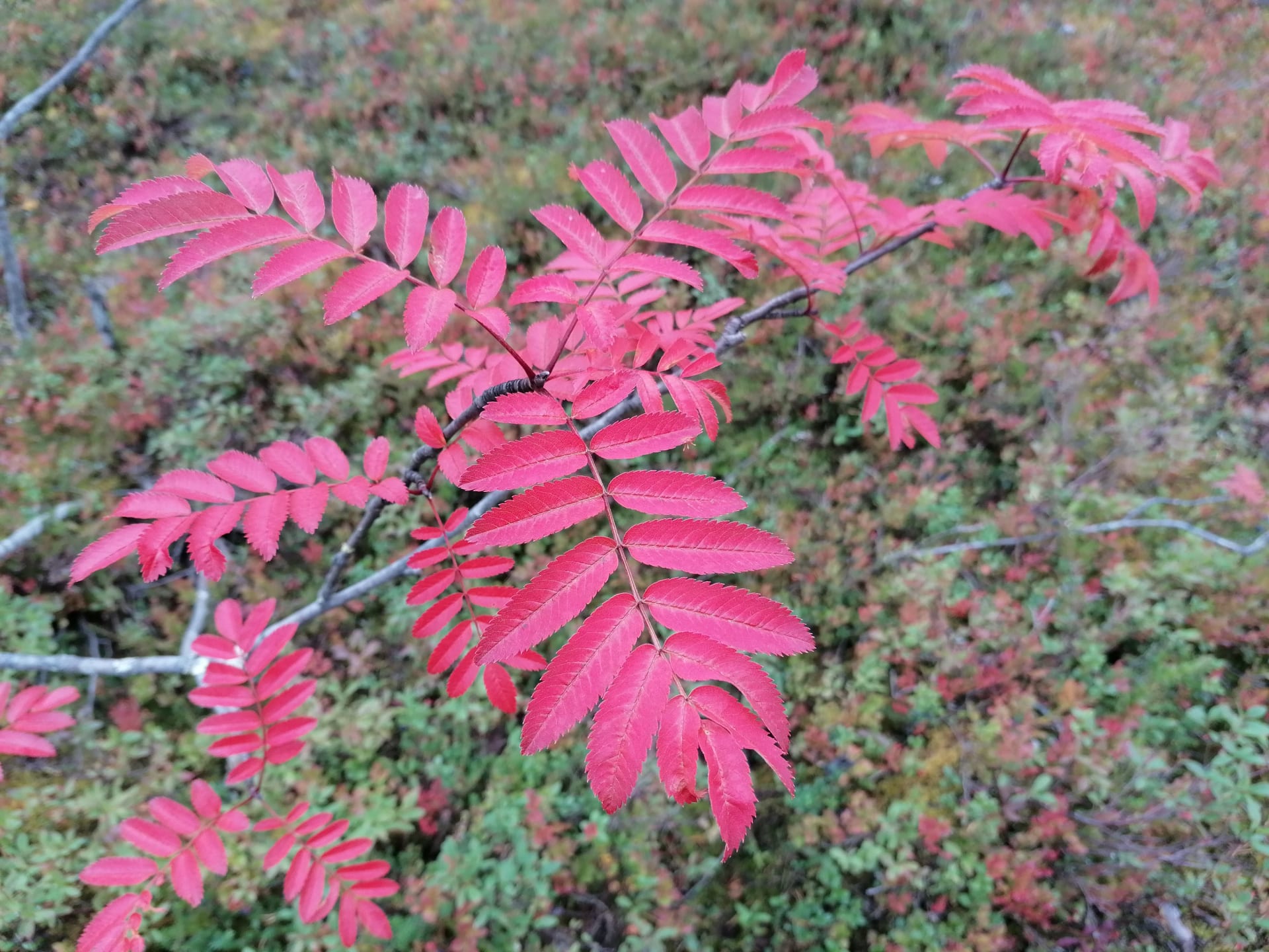 Autumn colours