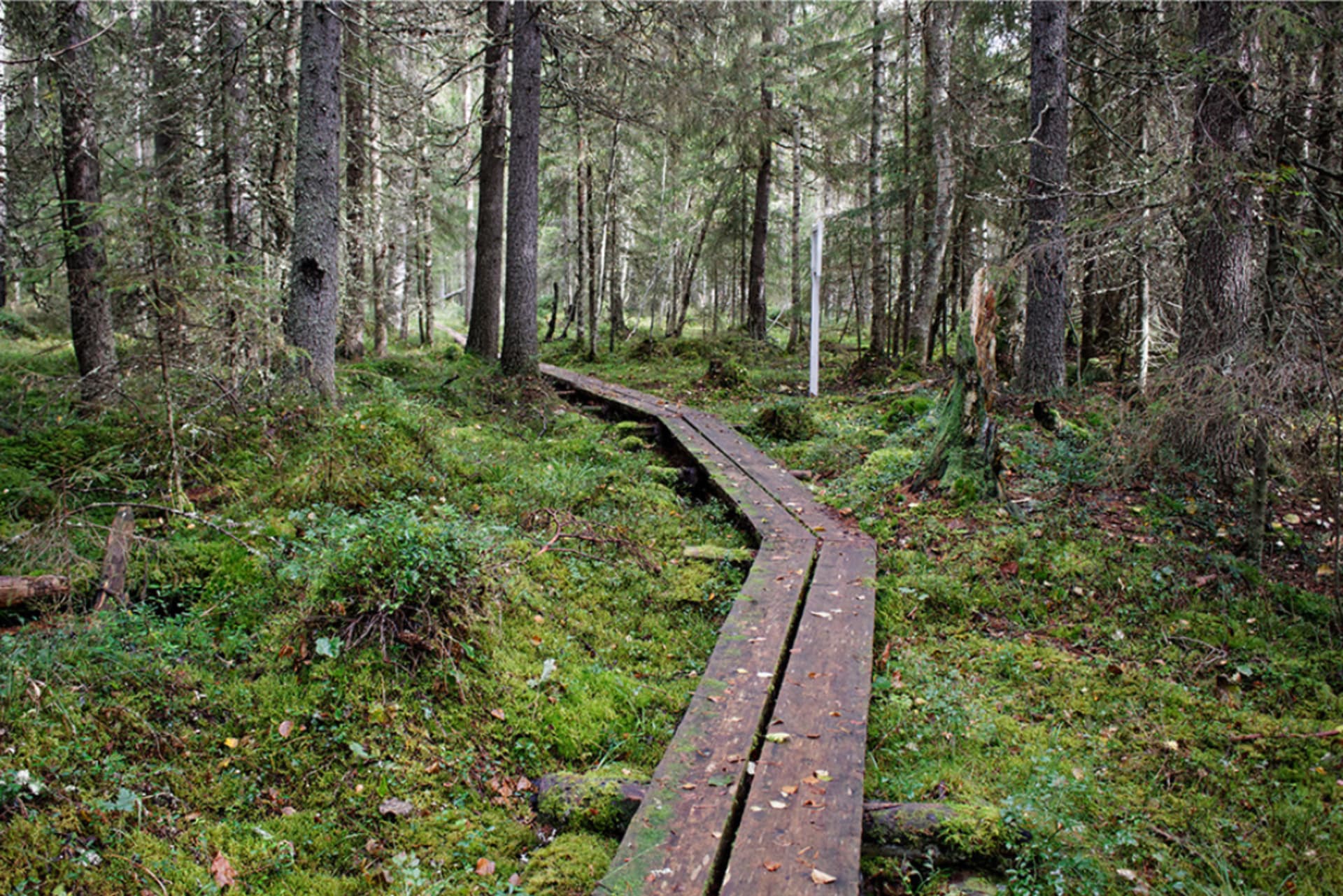 Pitkospuut Palosaaren metsänvartijan luontopolulla metsän keskellä Pyhäjoella