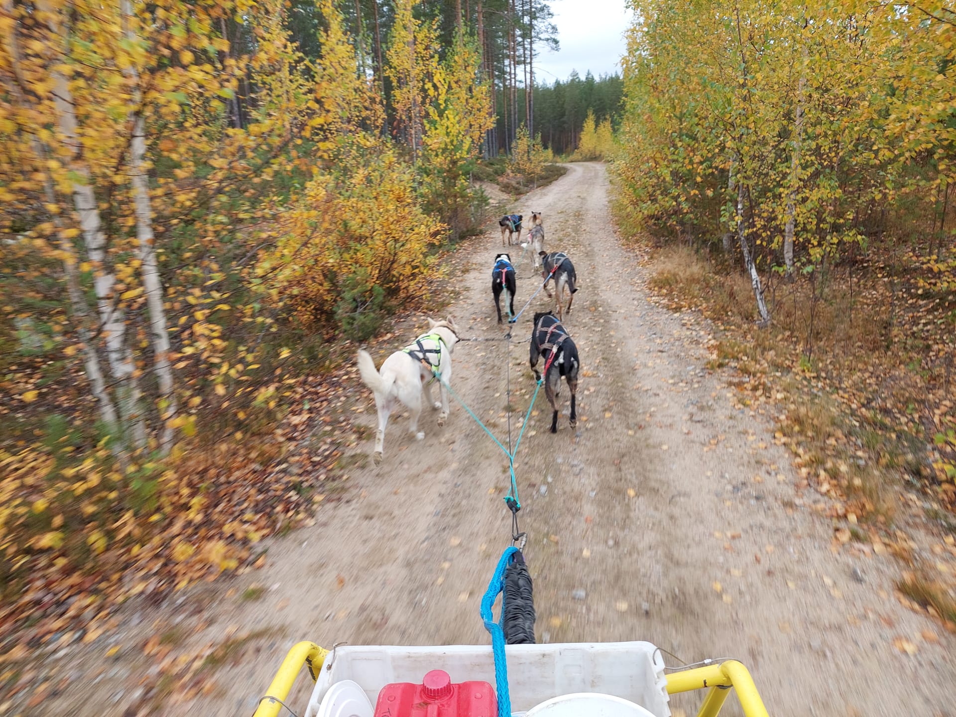 Training-Cart