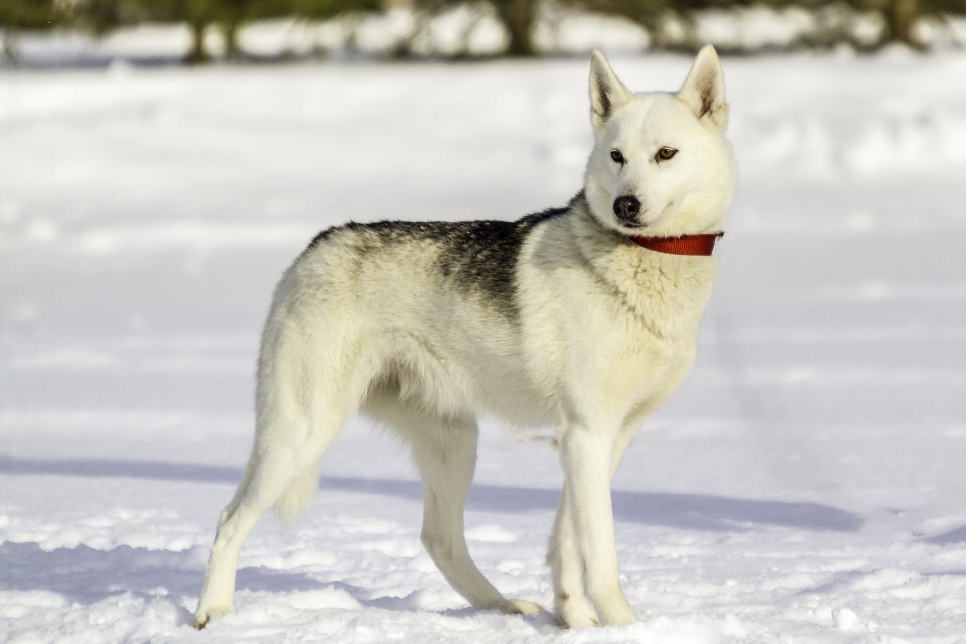 Husky Ride in Ukkohalla