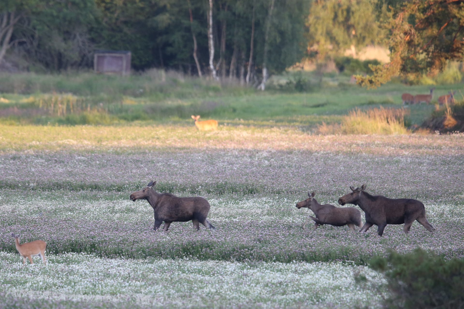 Three Moose in a flowering field