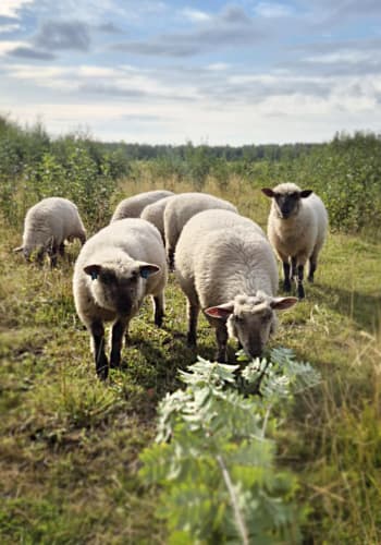 Iisland Farm Life Experience