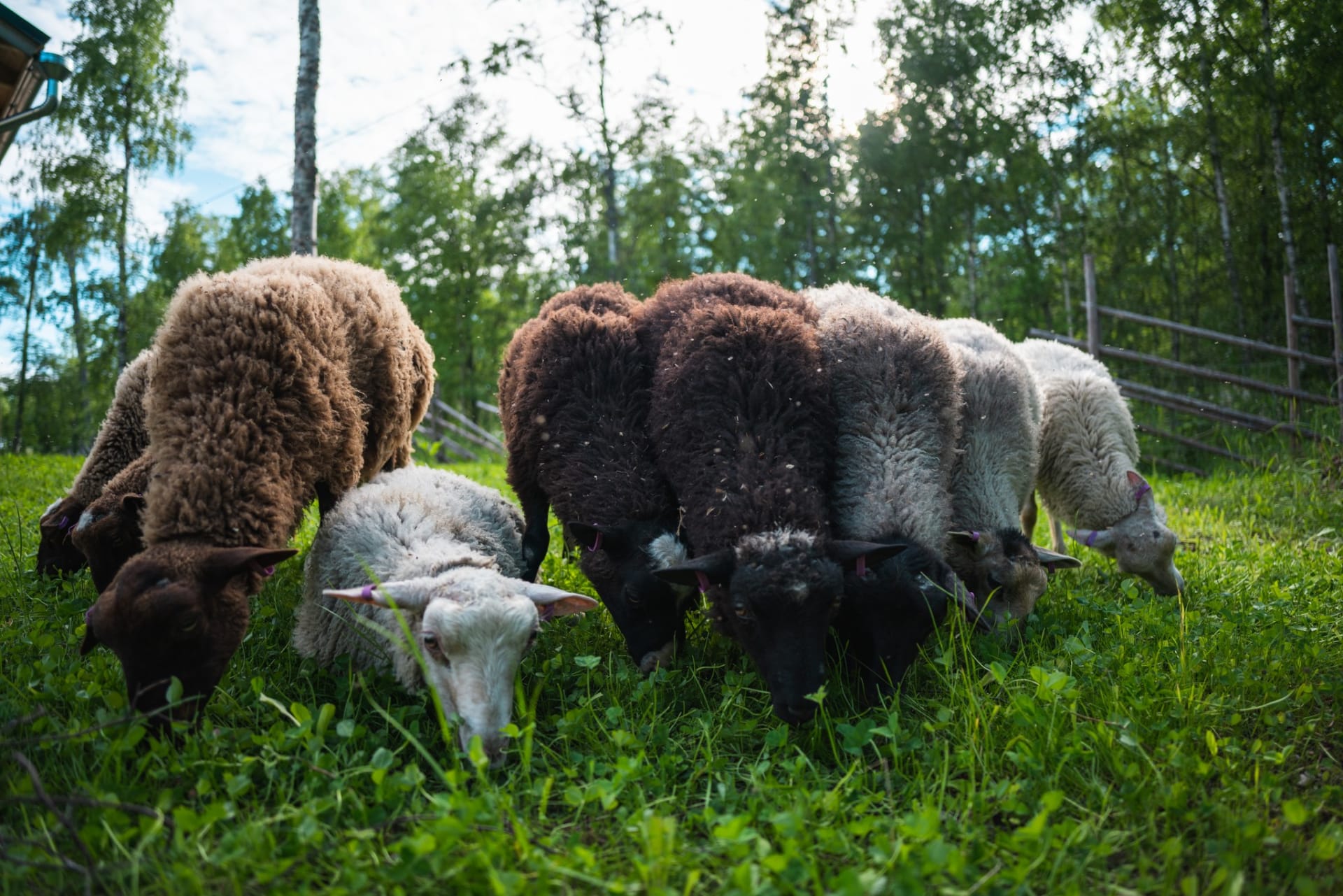 visitii.fi