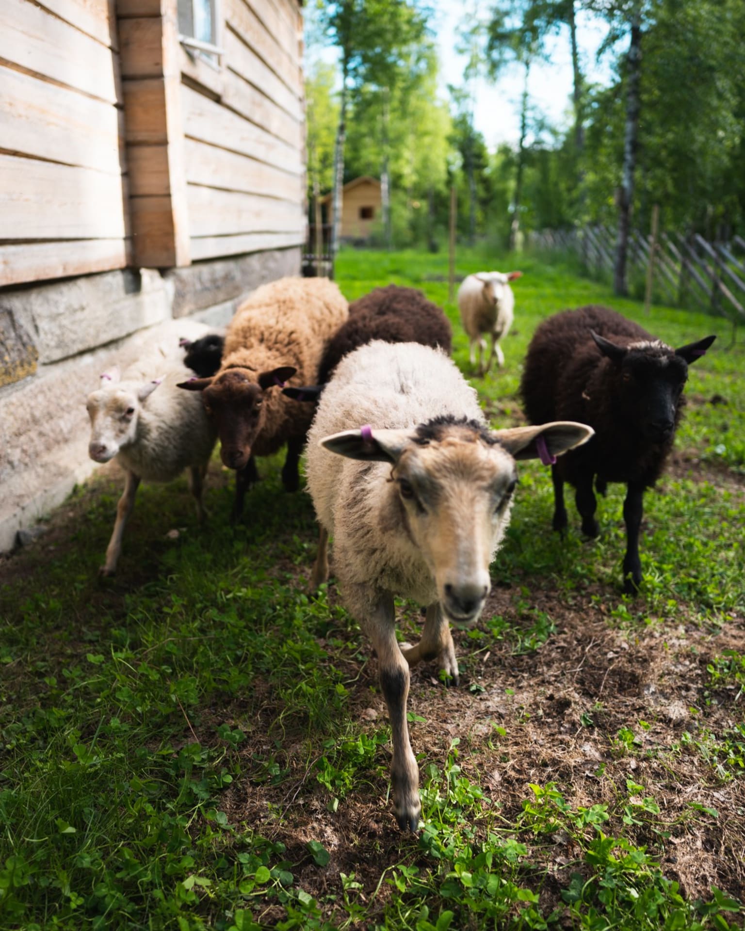 visitii.fi
